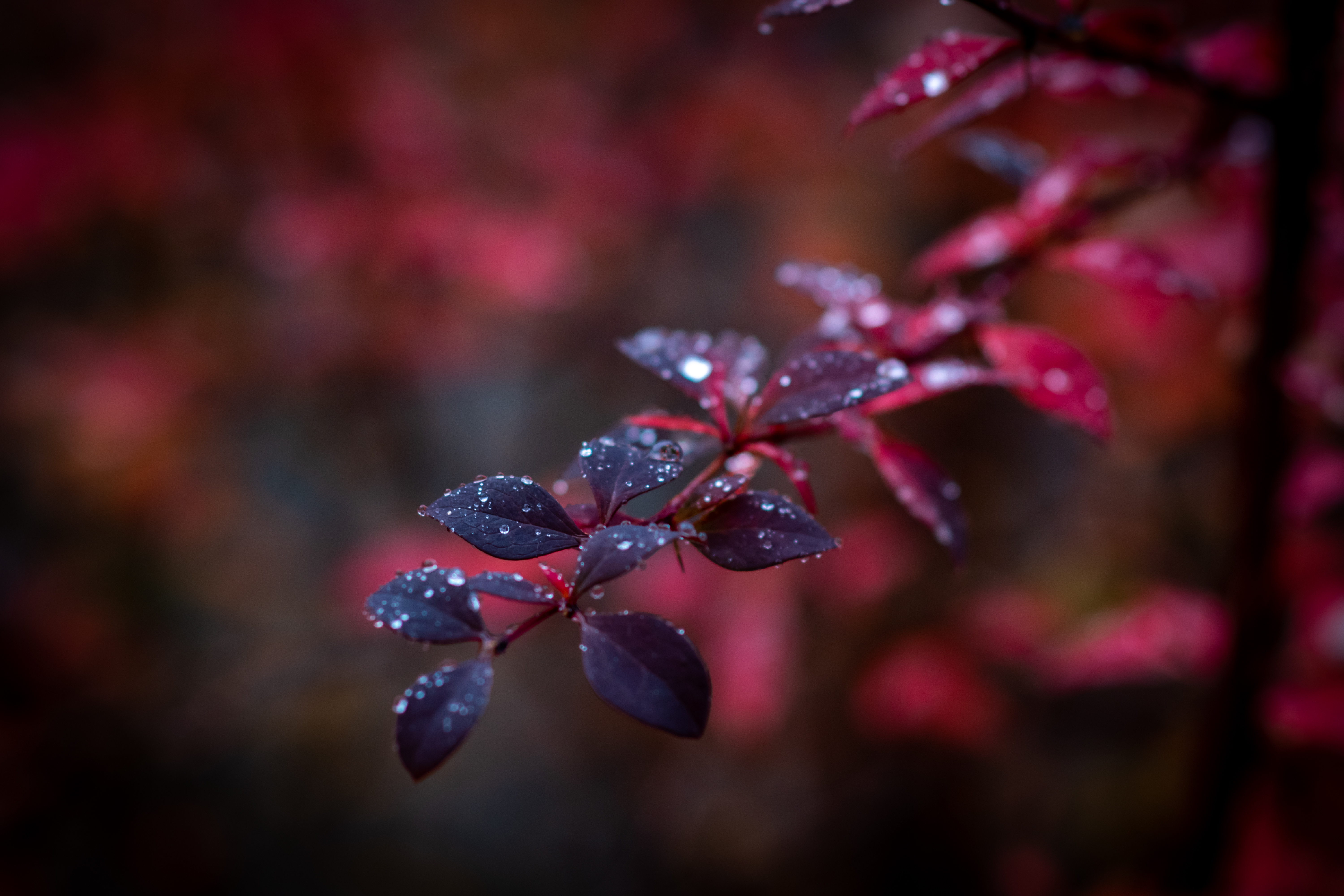 macro