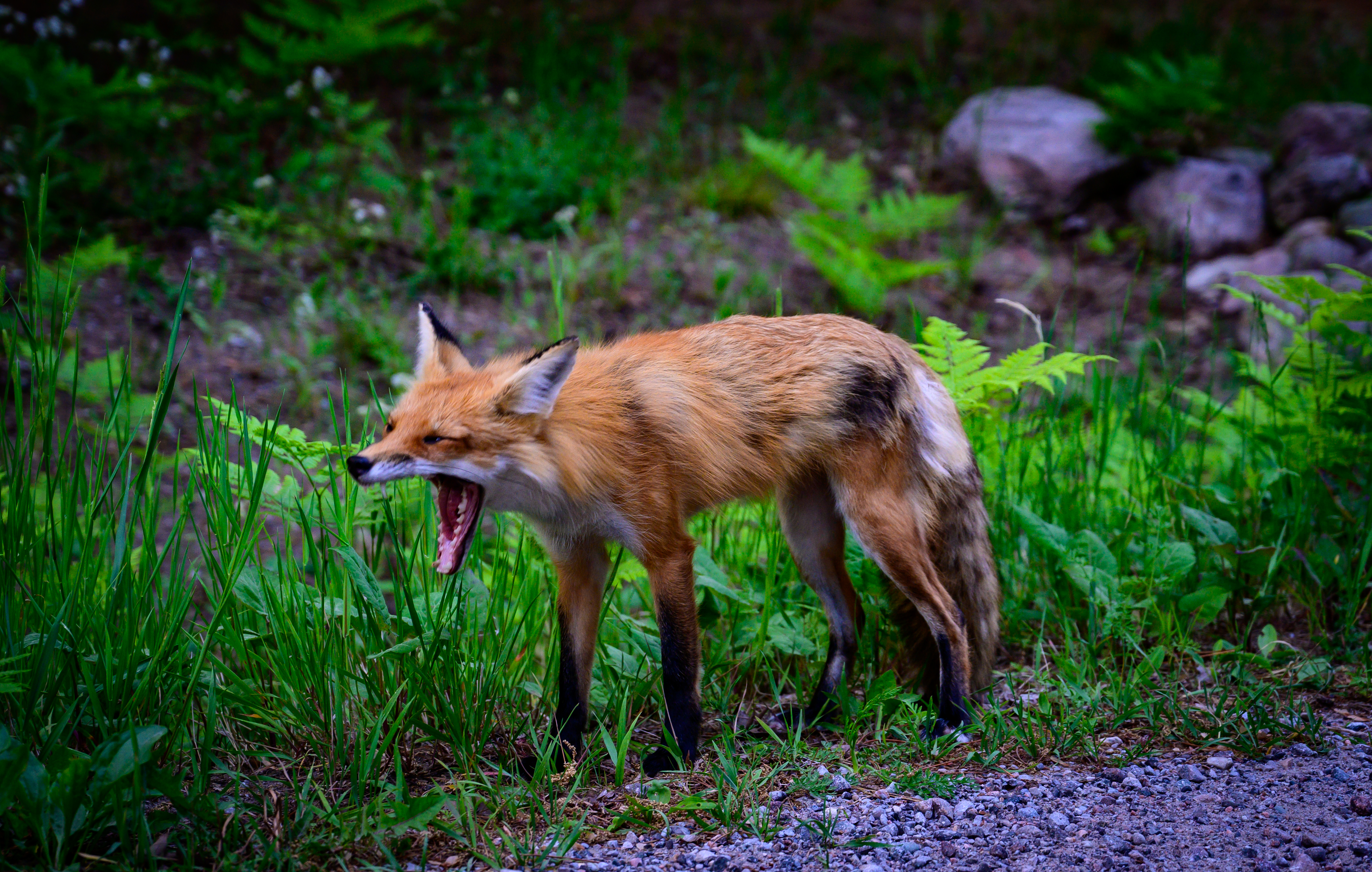 Wildlife