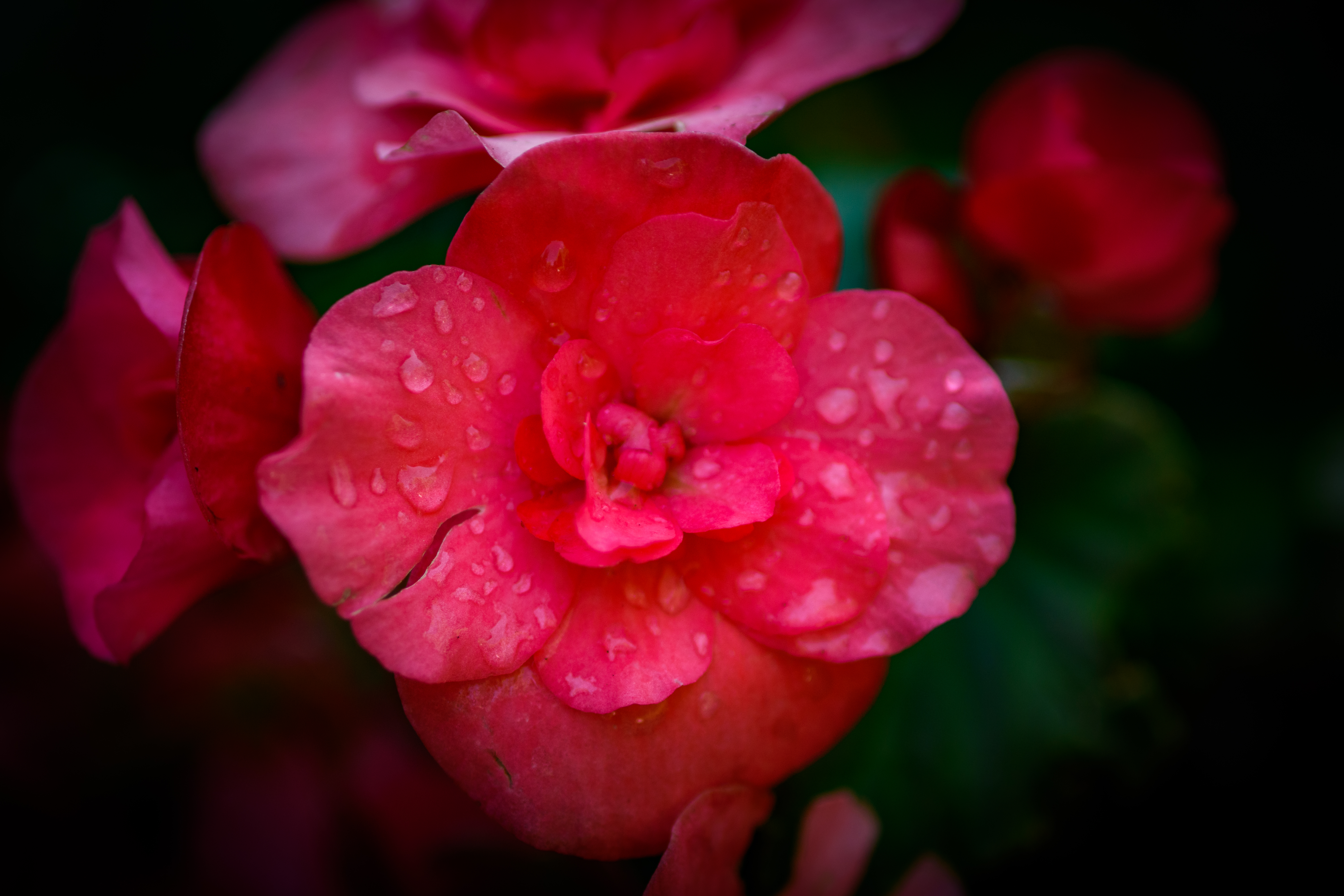 macro-10