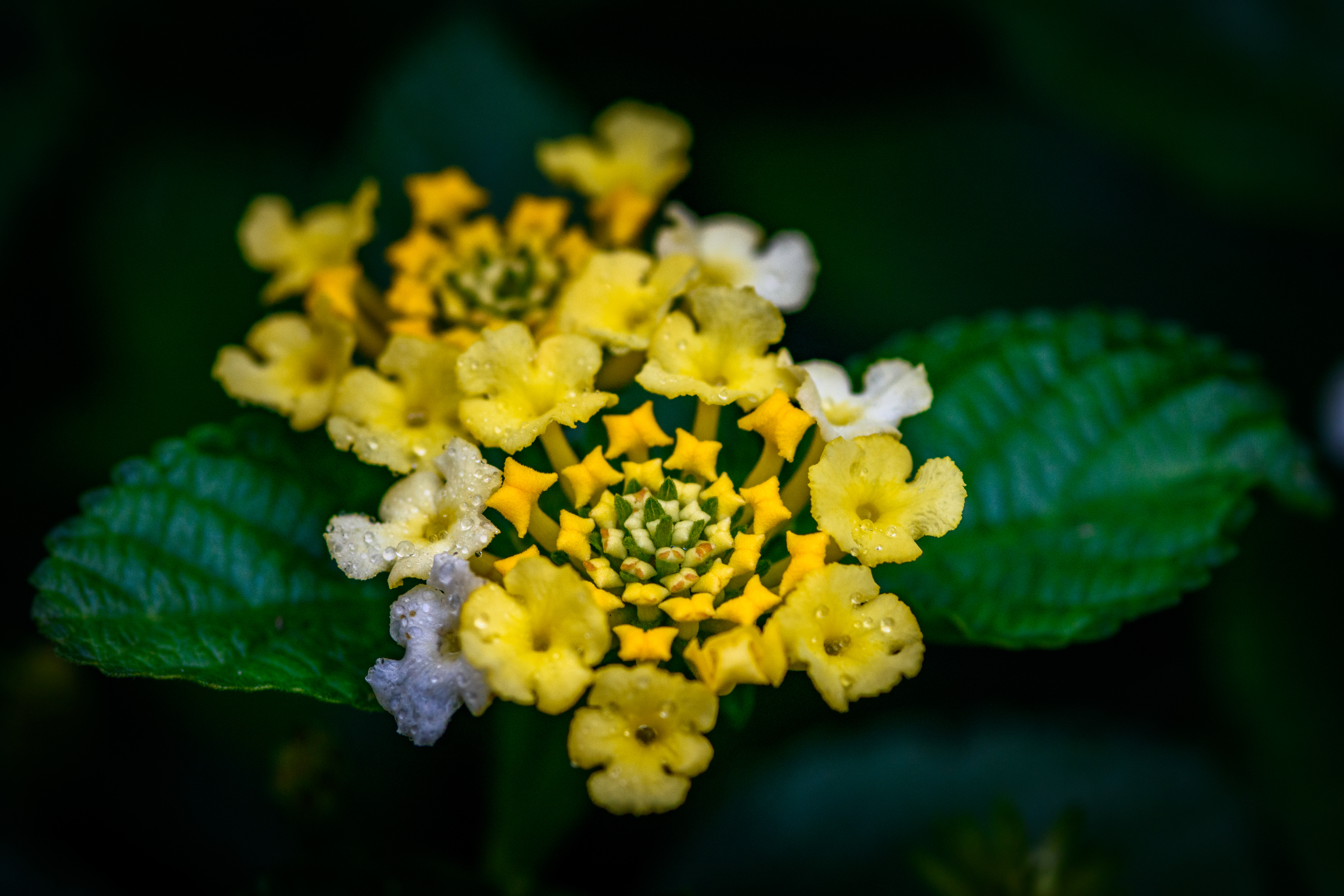 macro-11