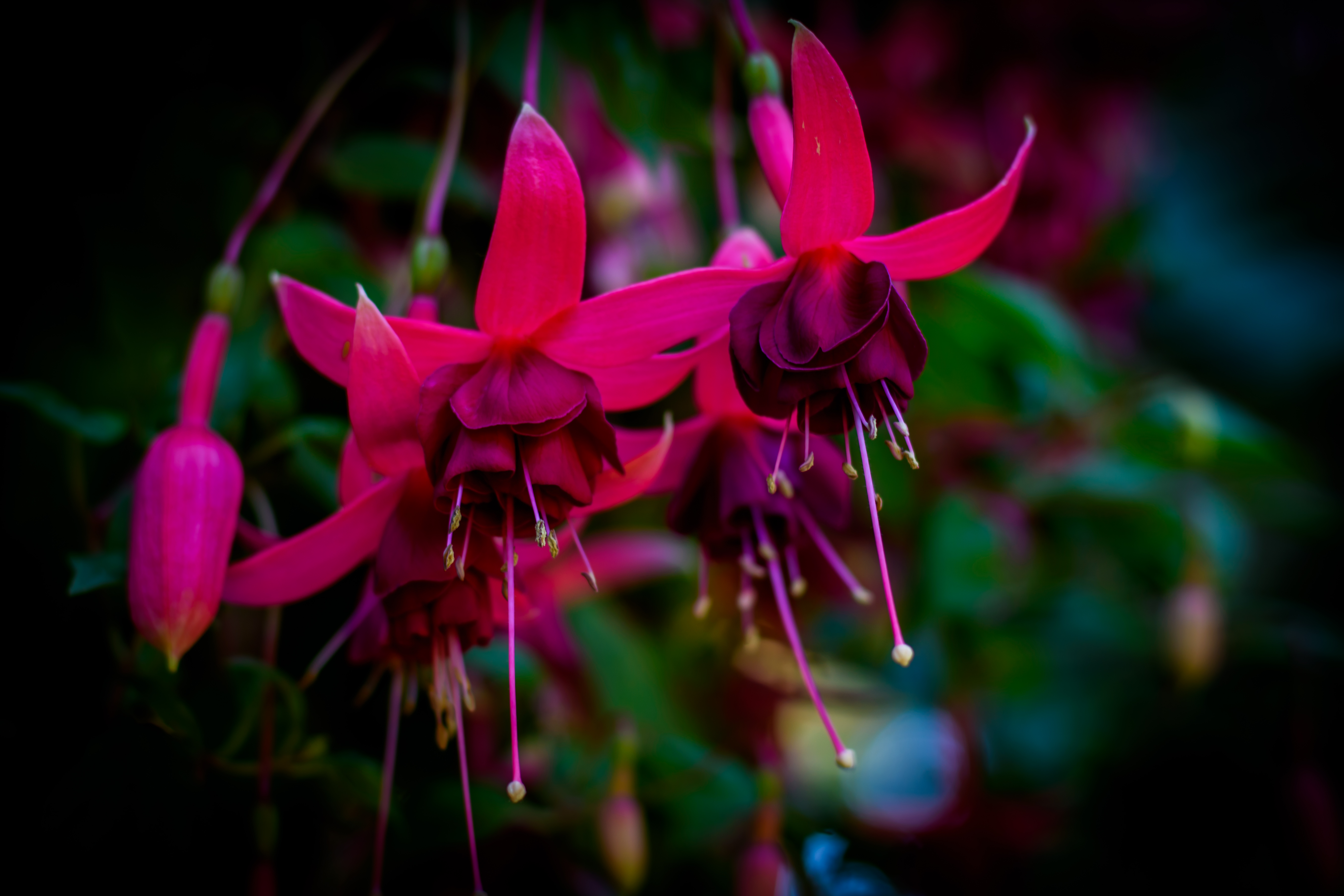 macro-12