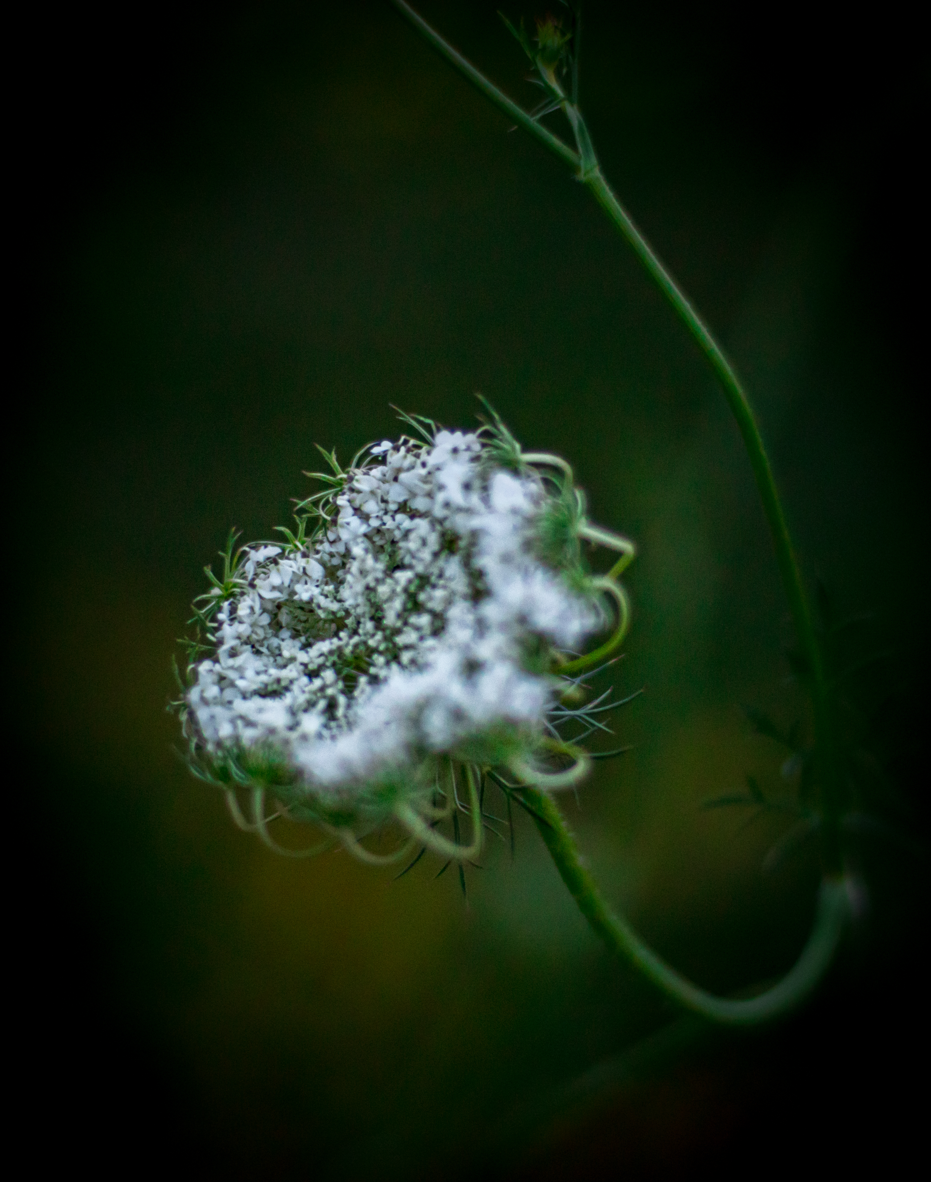 macro-13