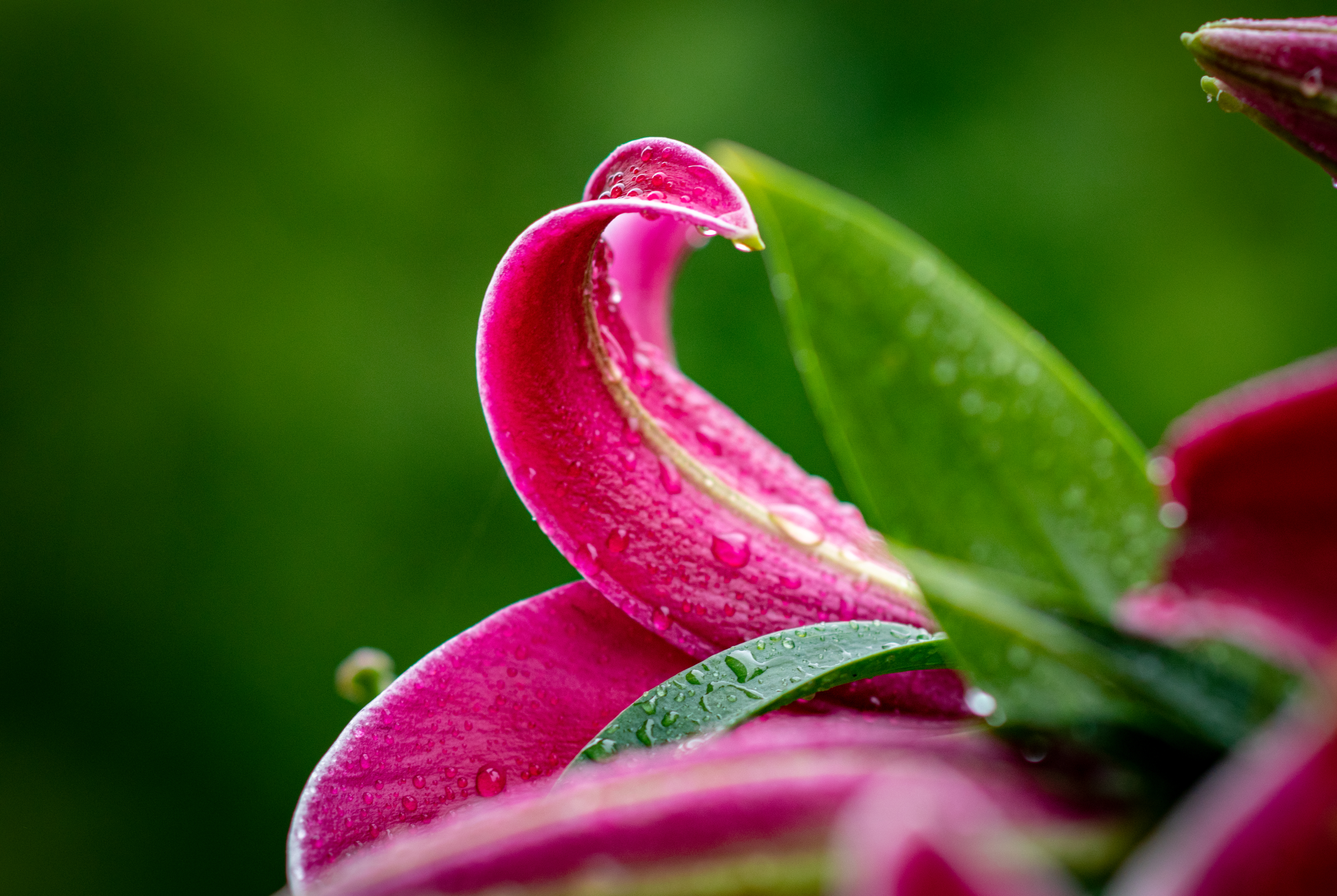 macro-14