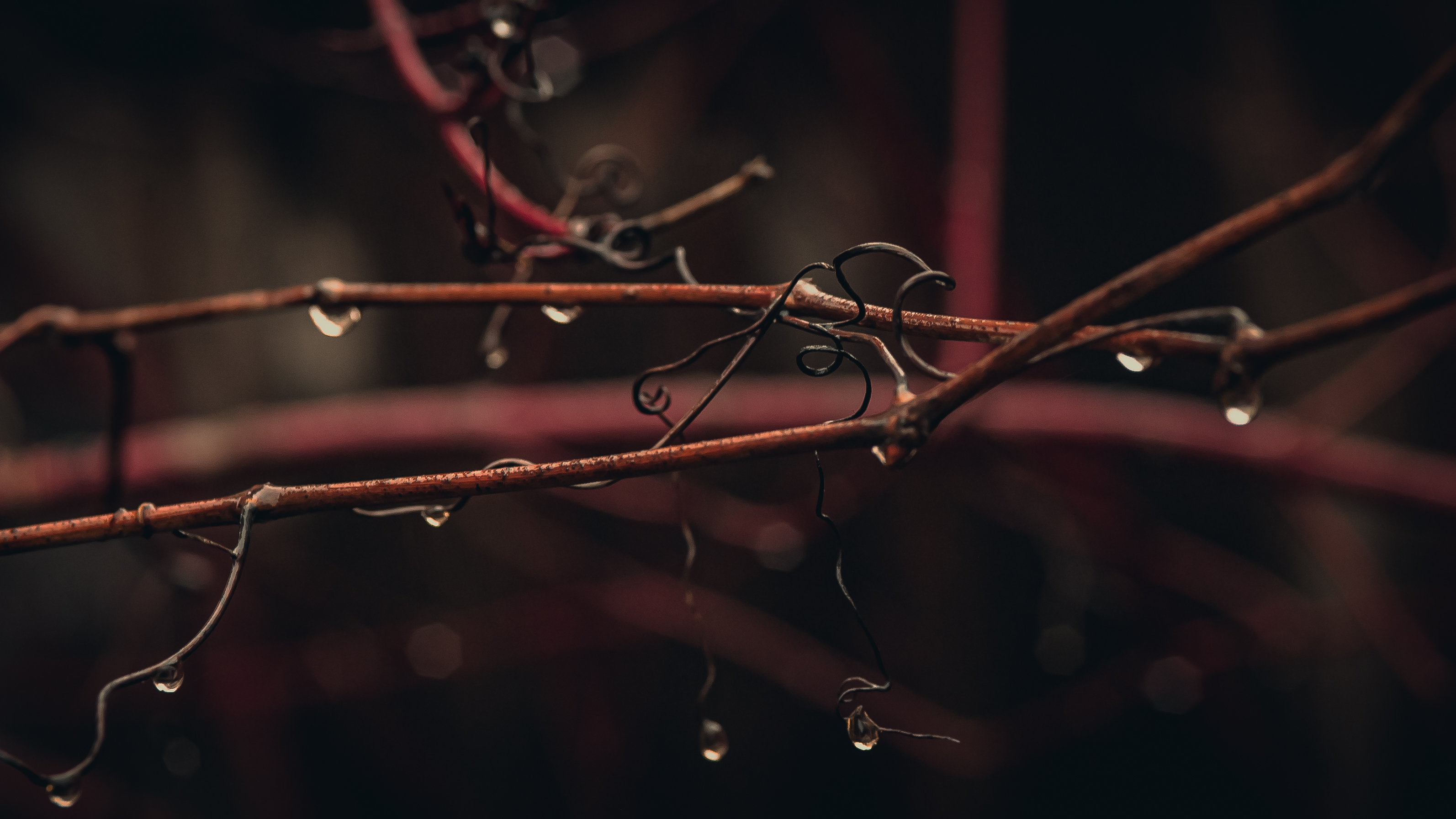 macro-2