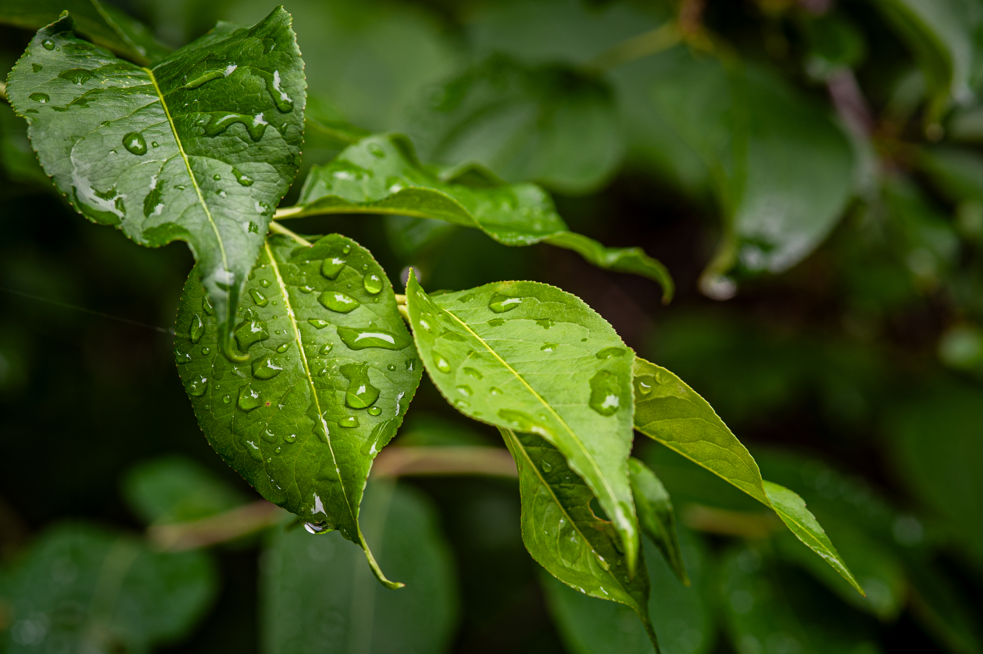 macro-4