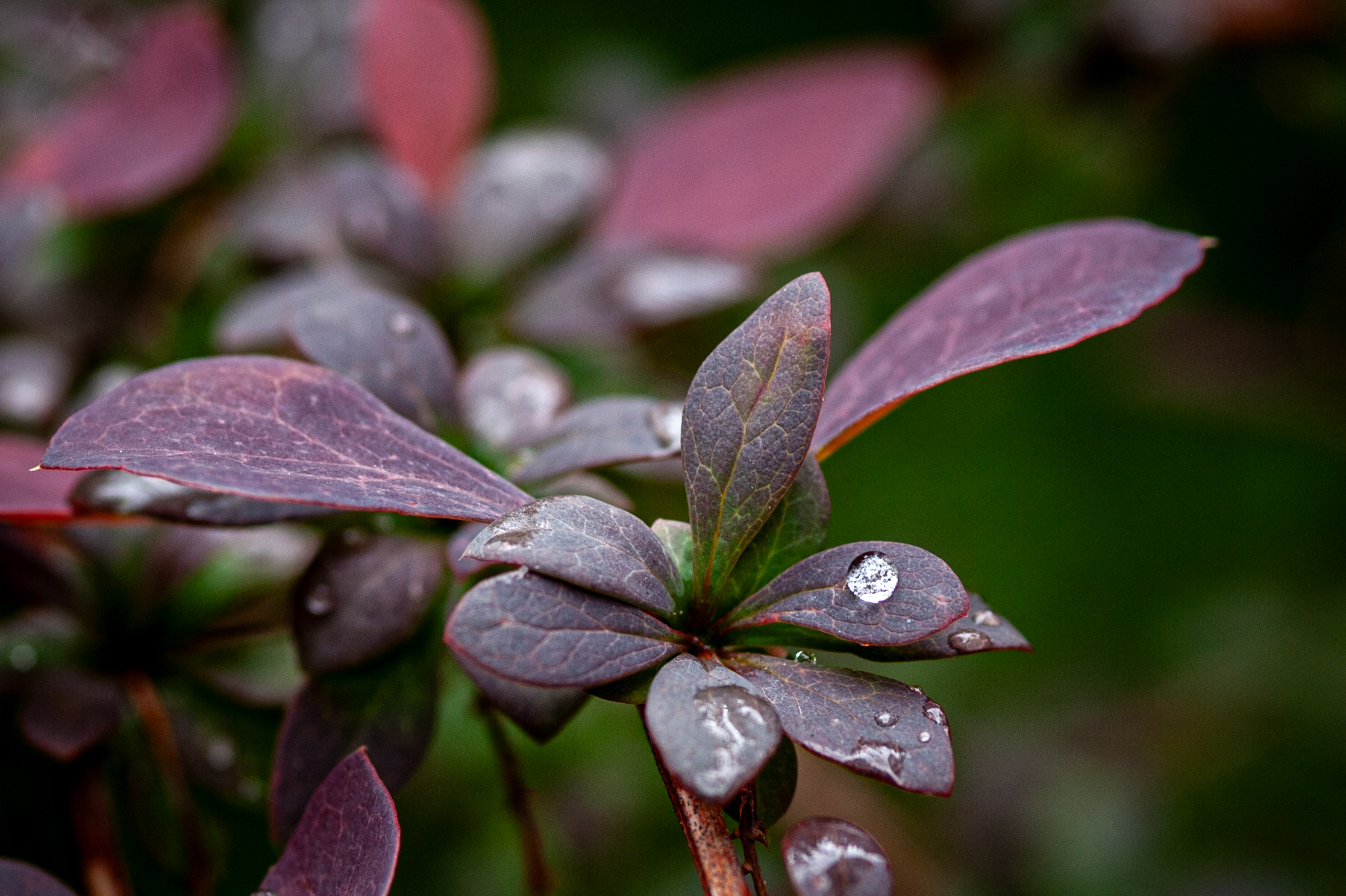 macro-5