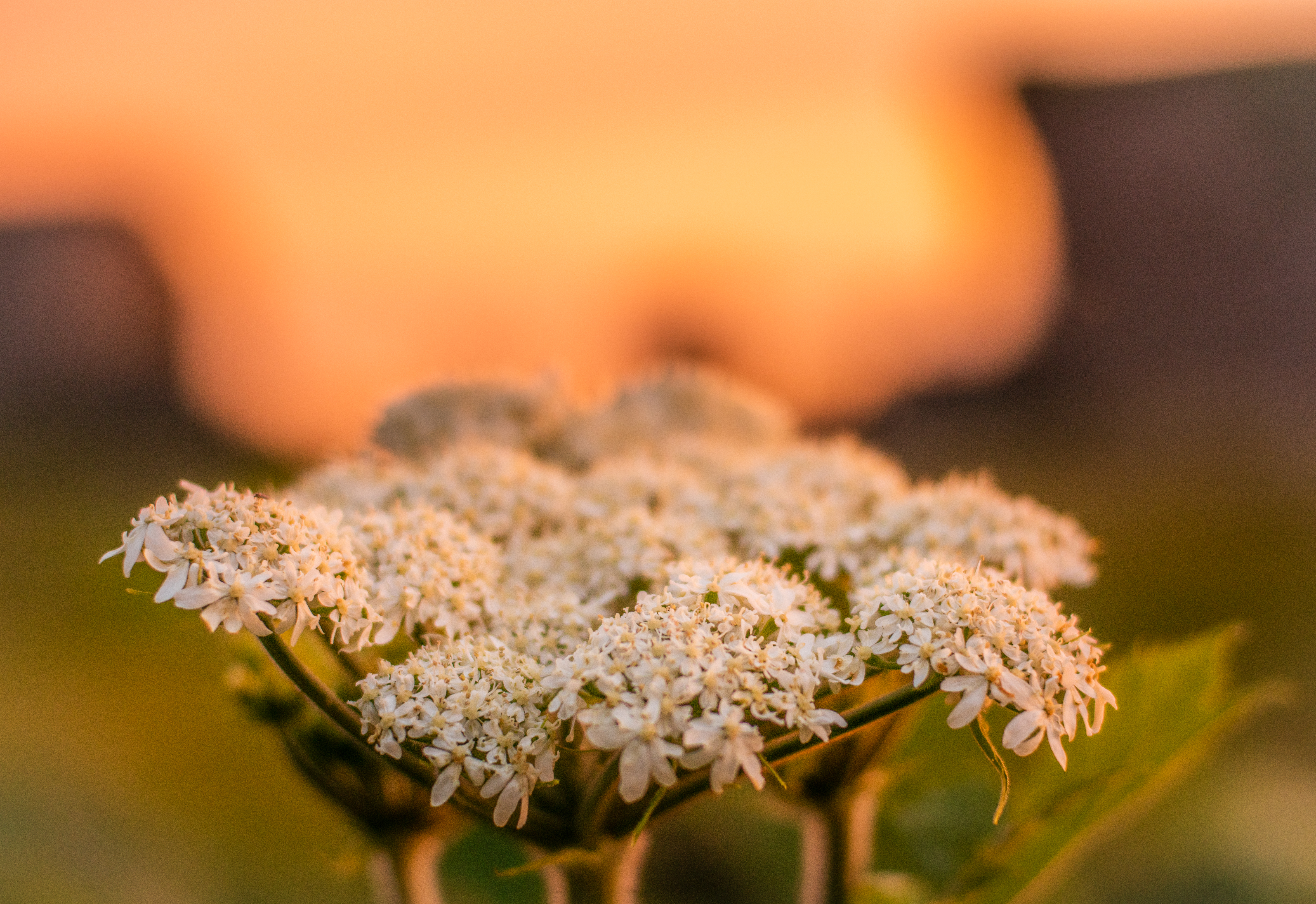 macro-8