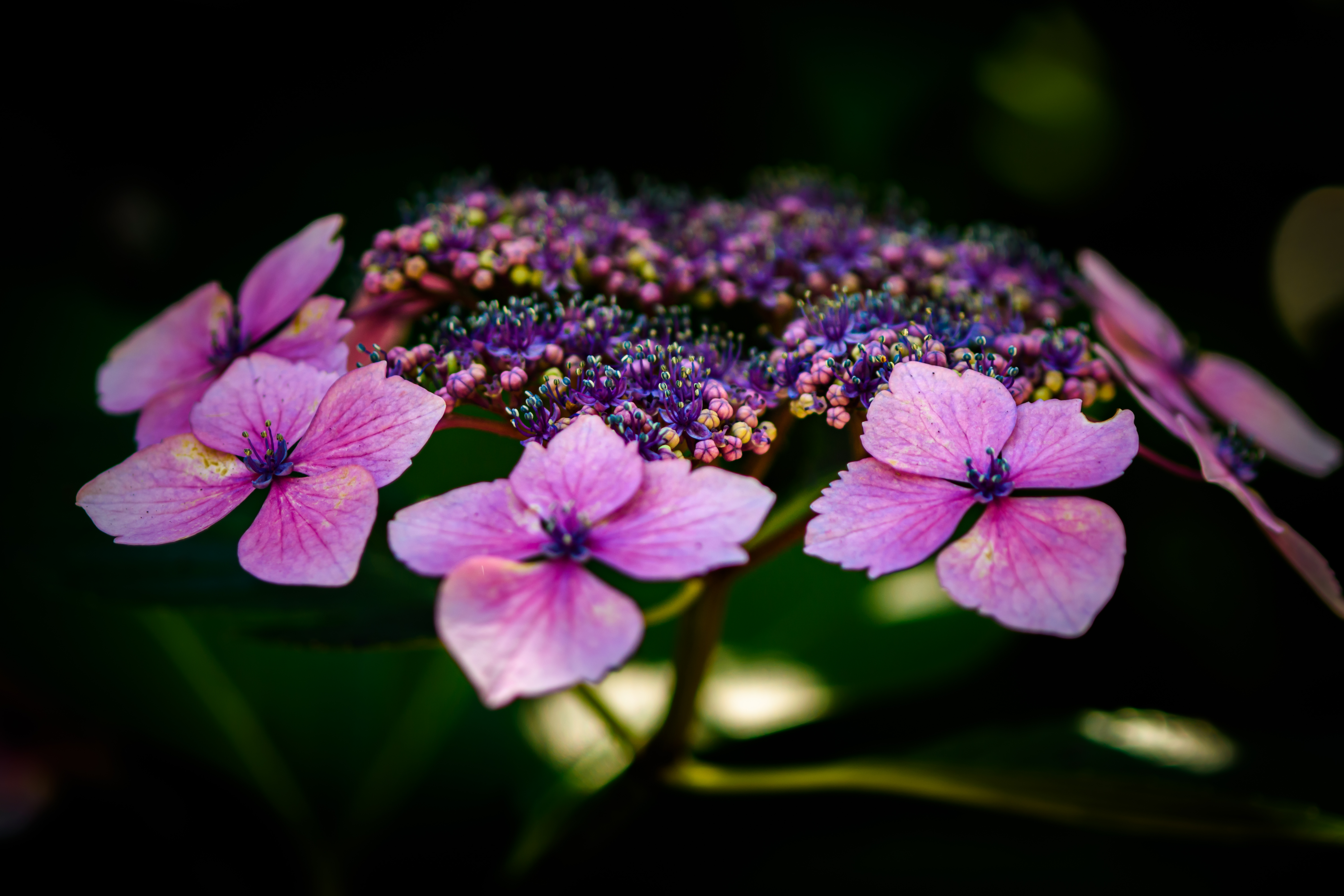 macro-9