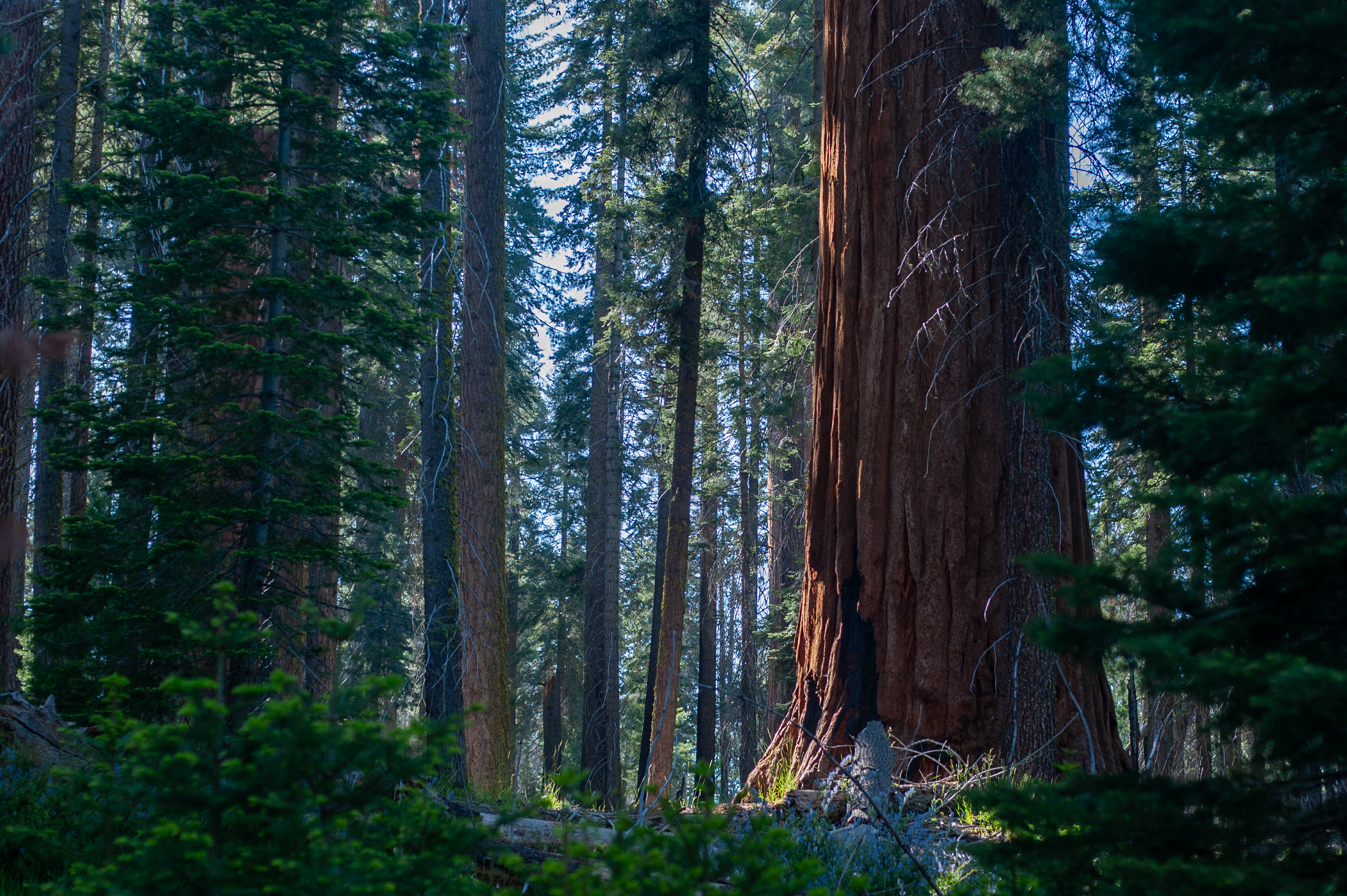 nature-12