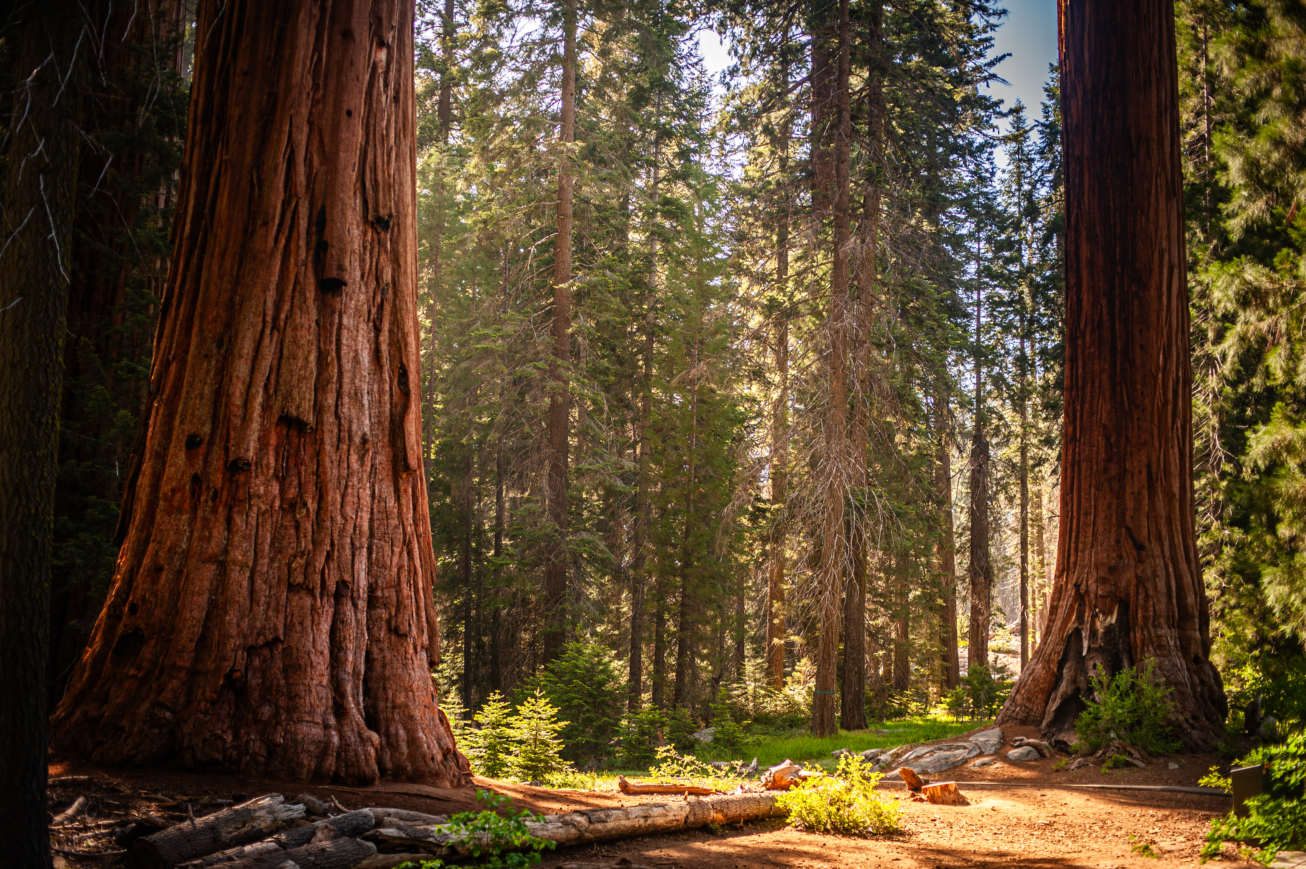 nature-2