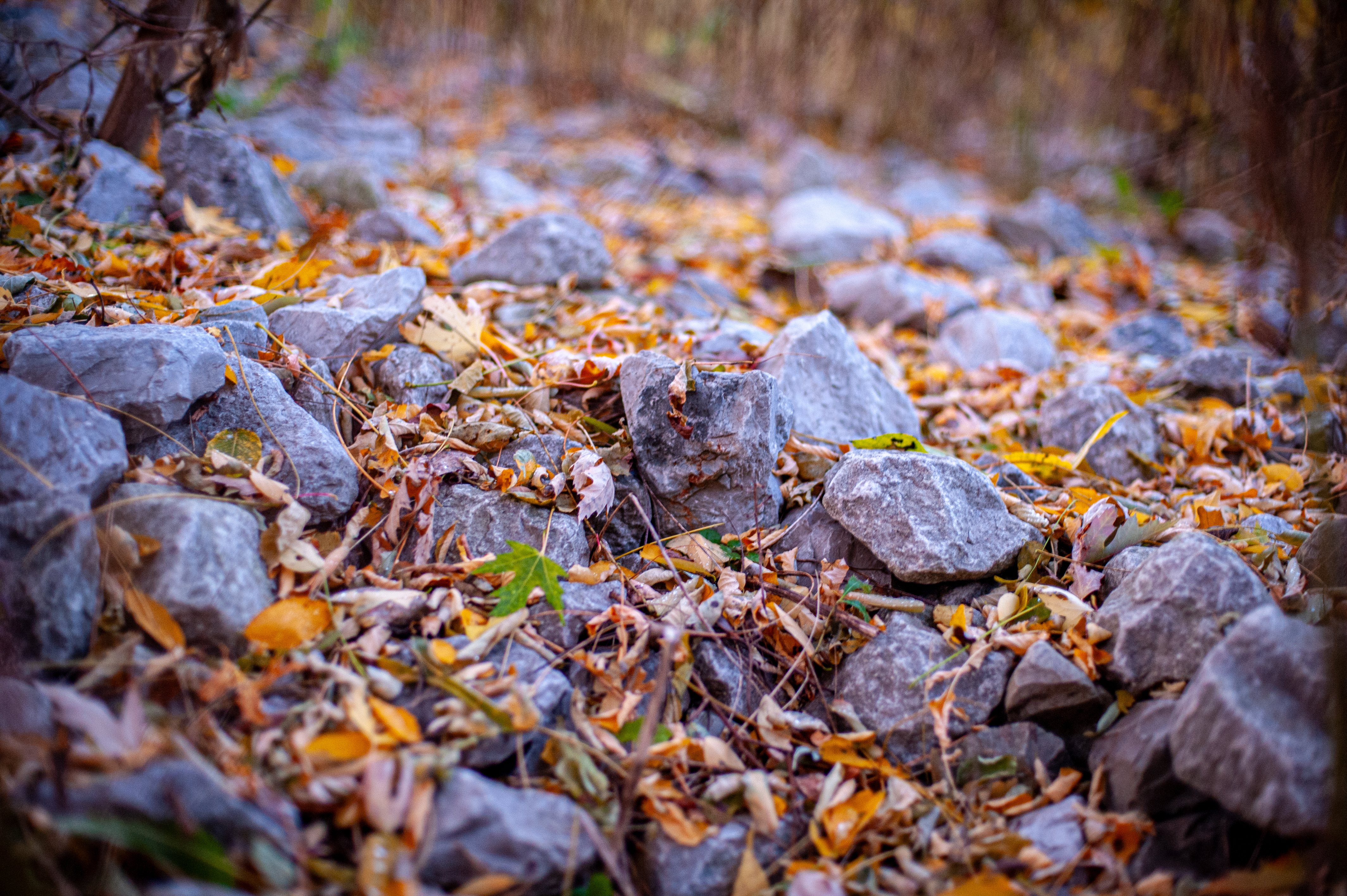 nature-29