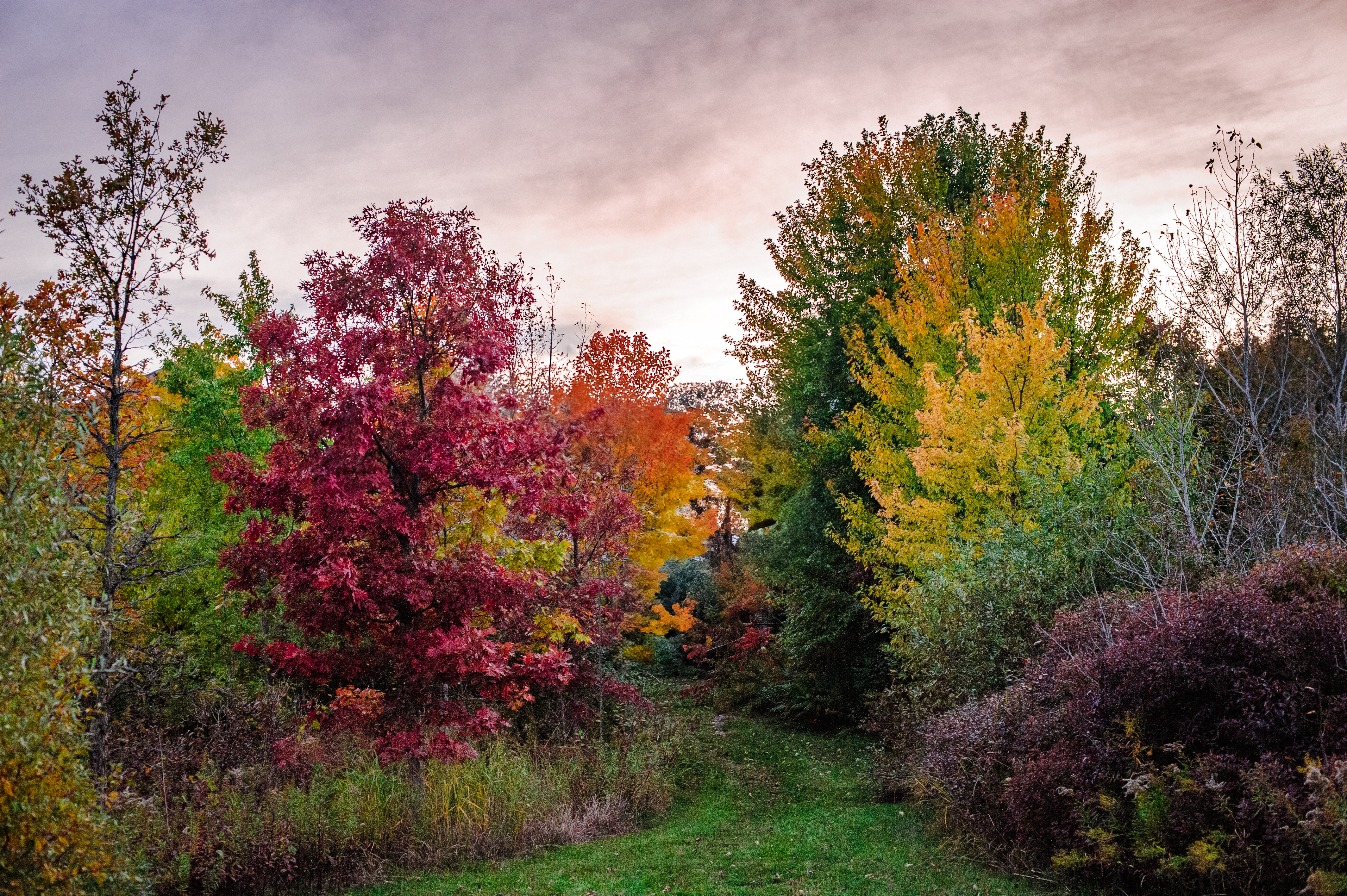 nature-31
