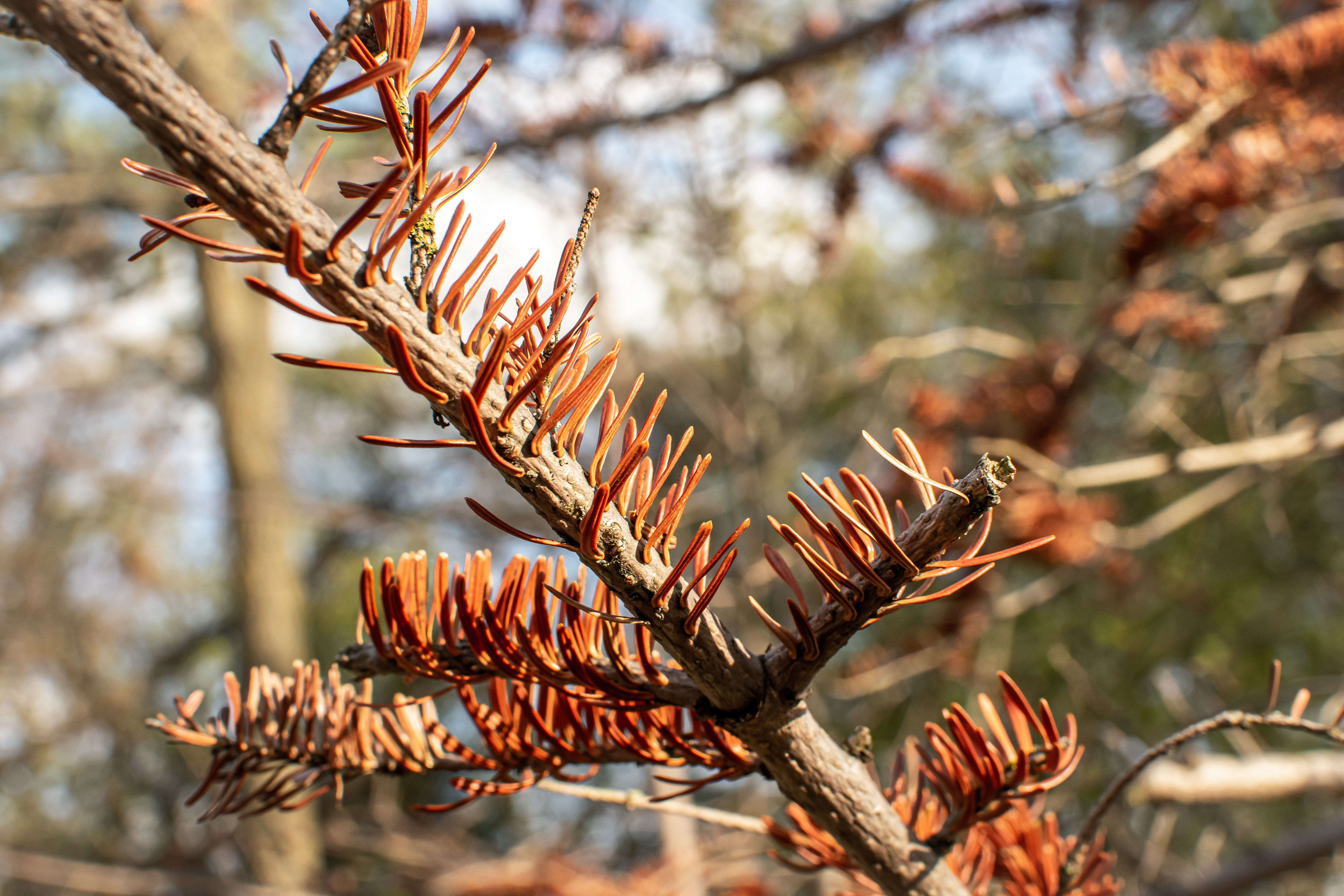 nature-61