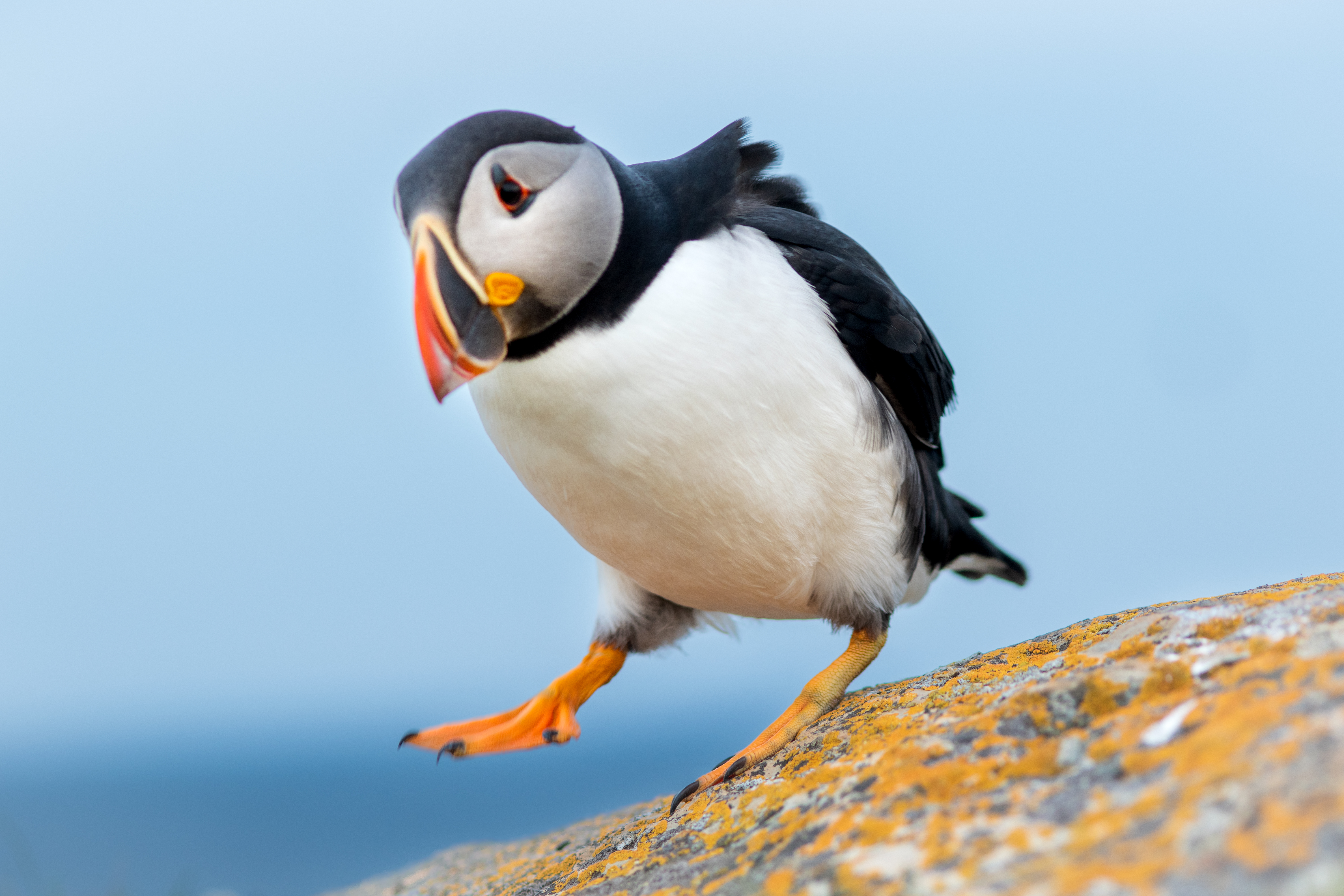 wildlife-1