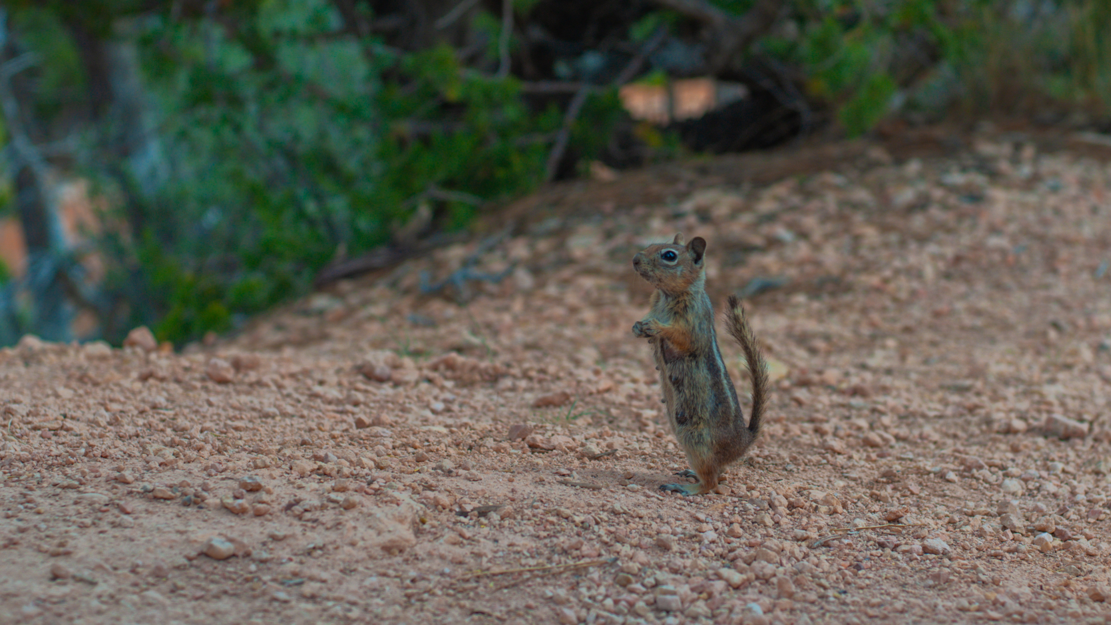 wildlife-12