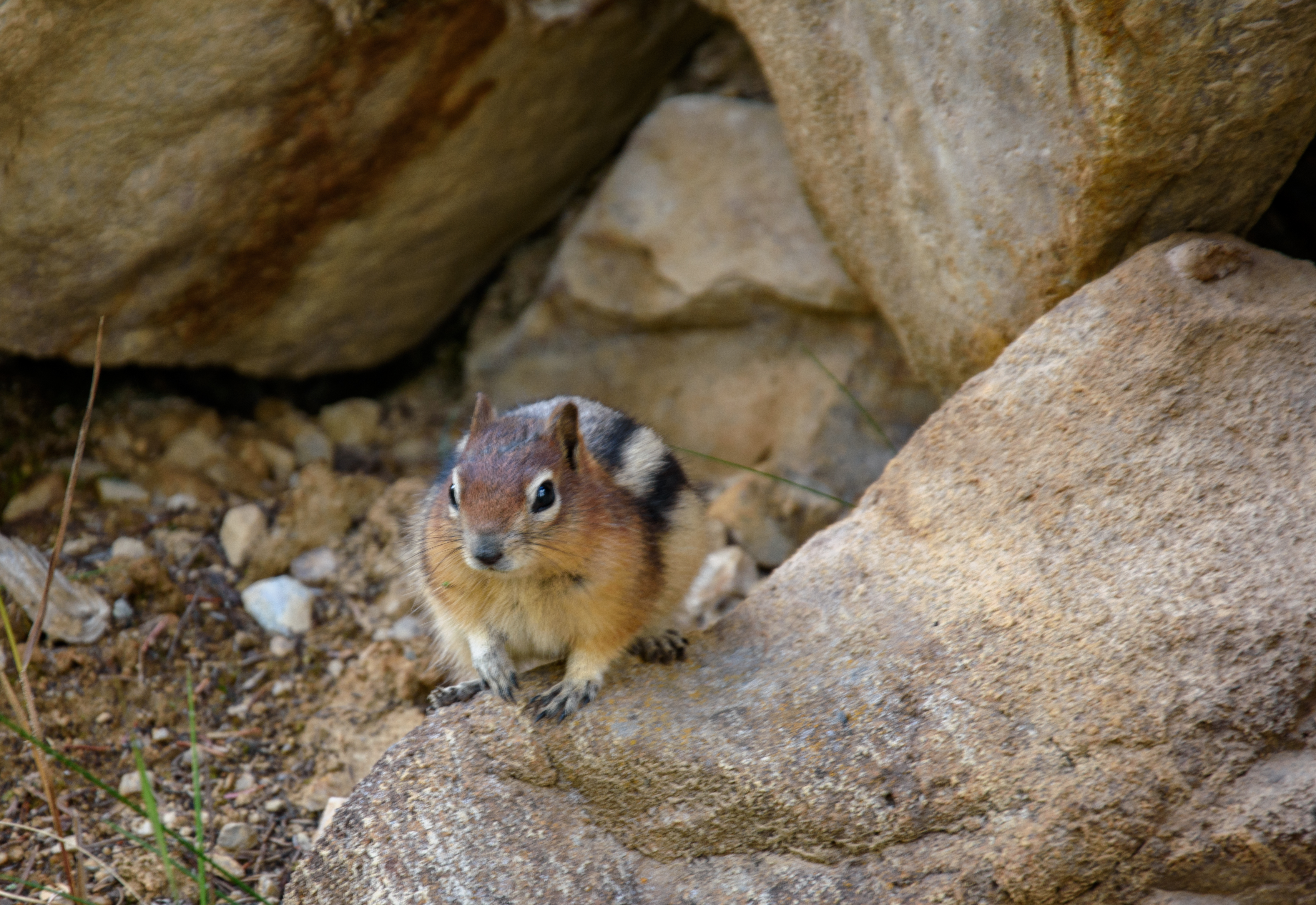 wildlife-13