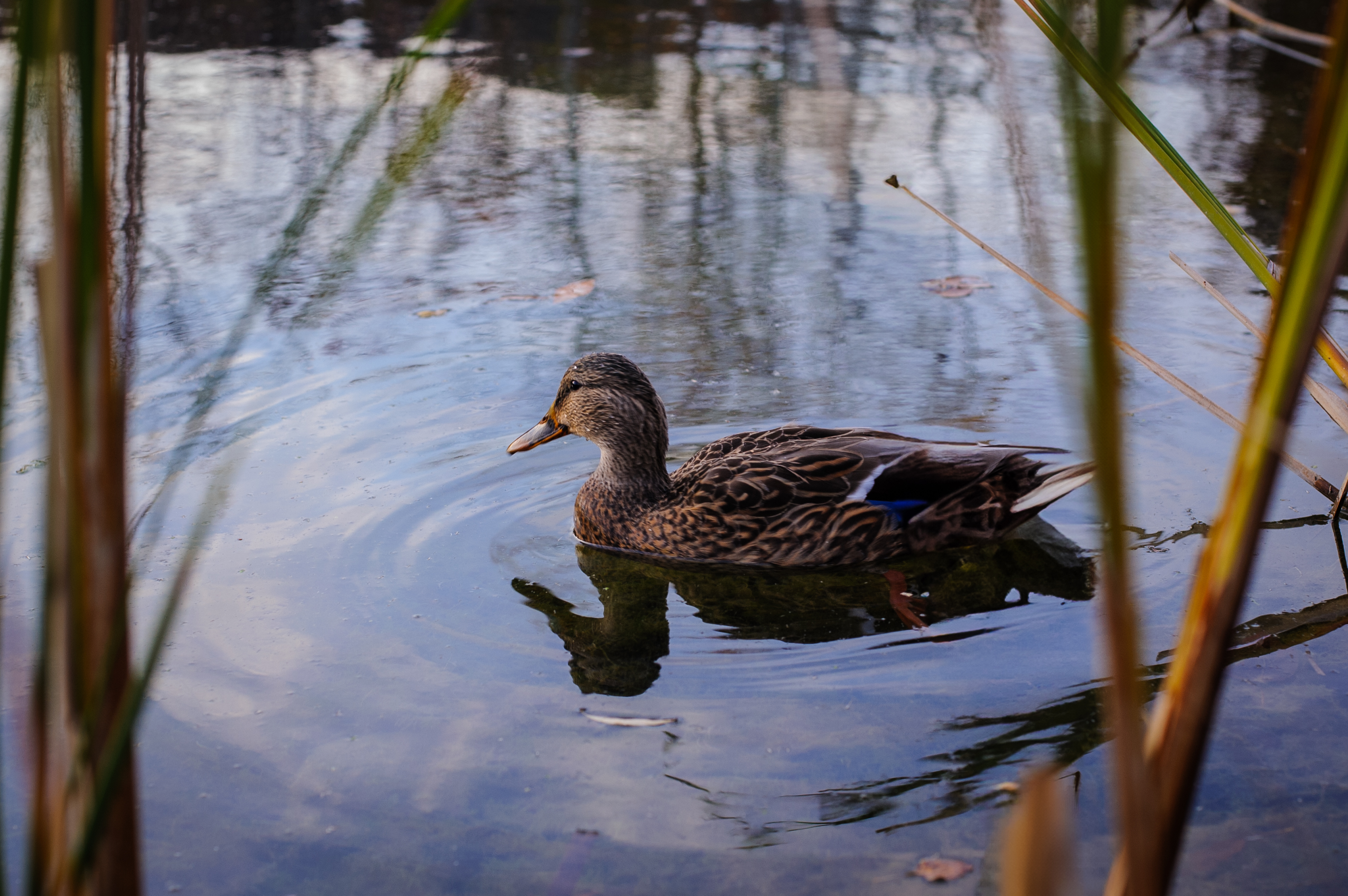 wildlife-15