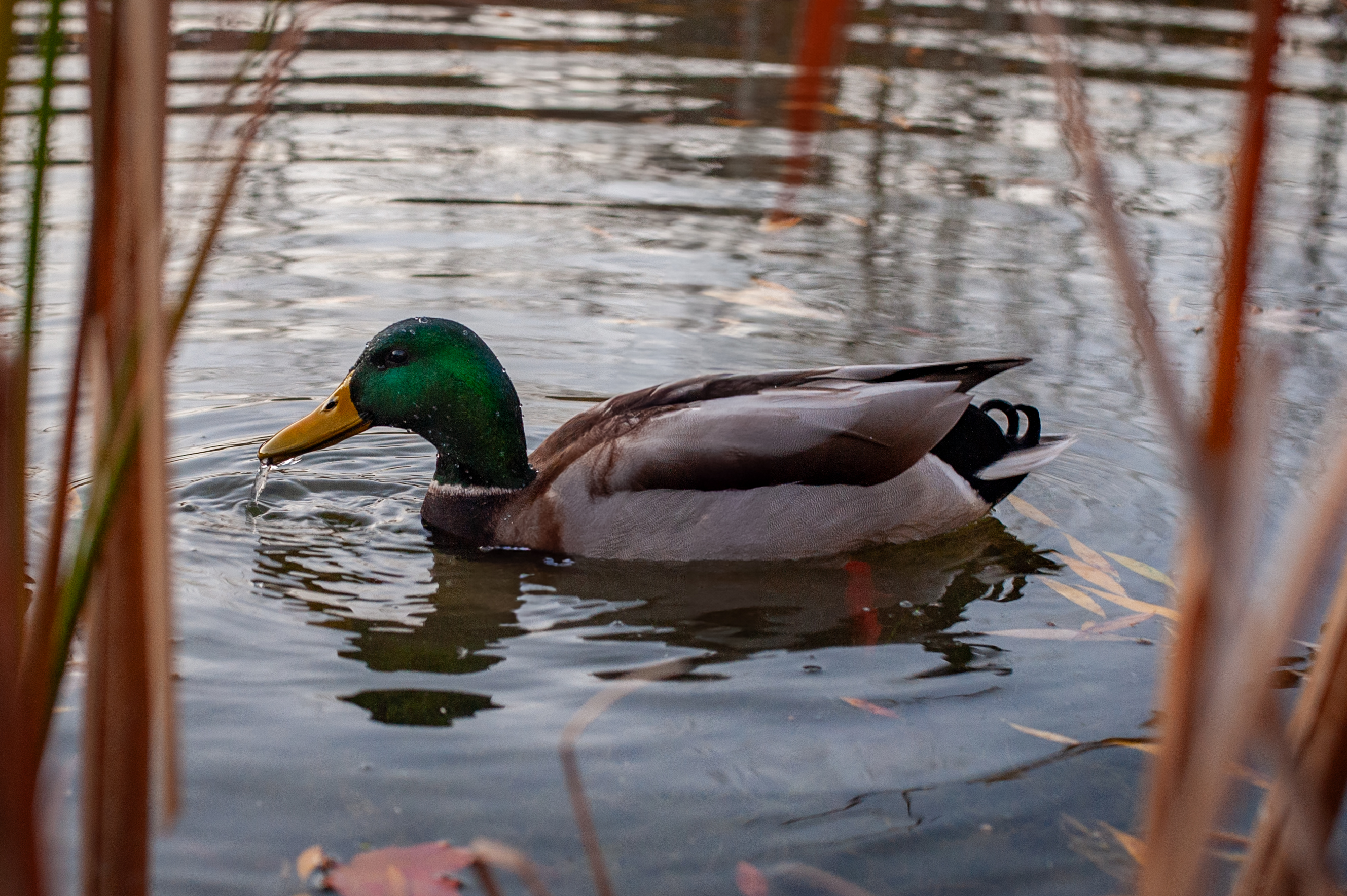 wildlife-16