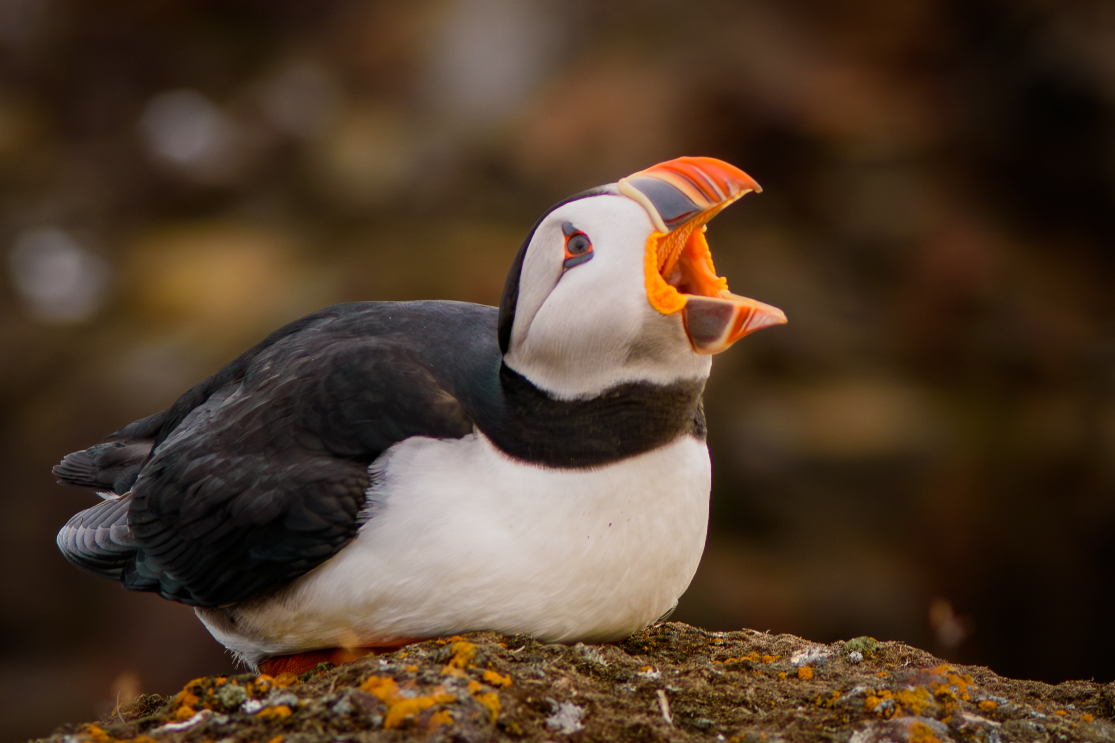 wildlife-2