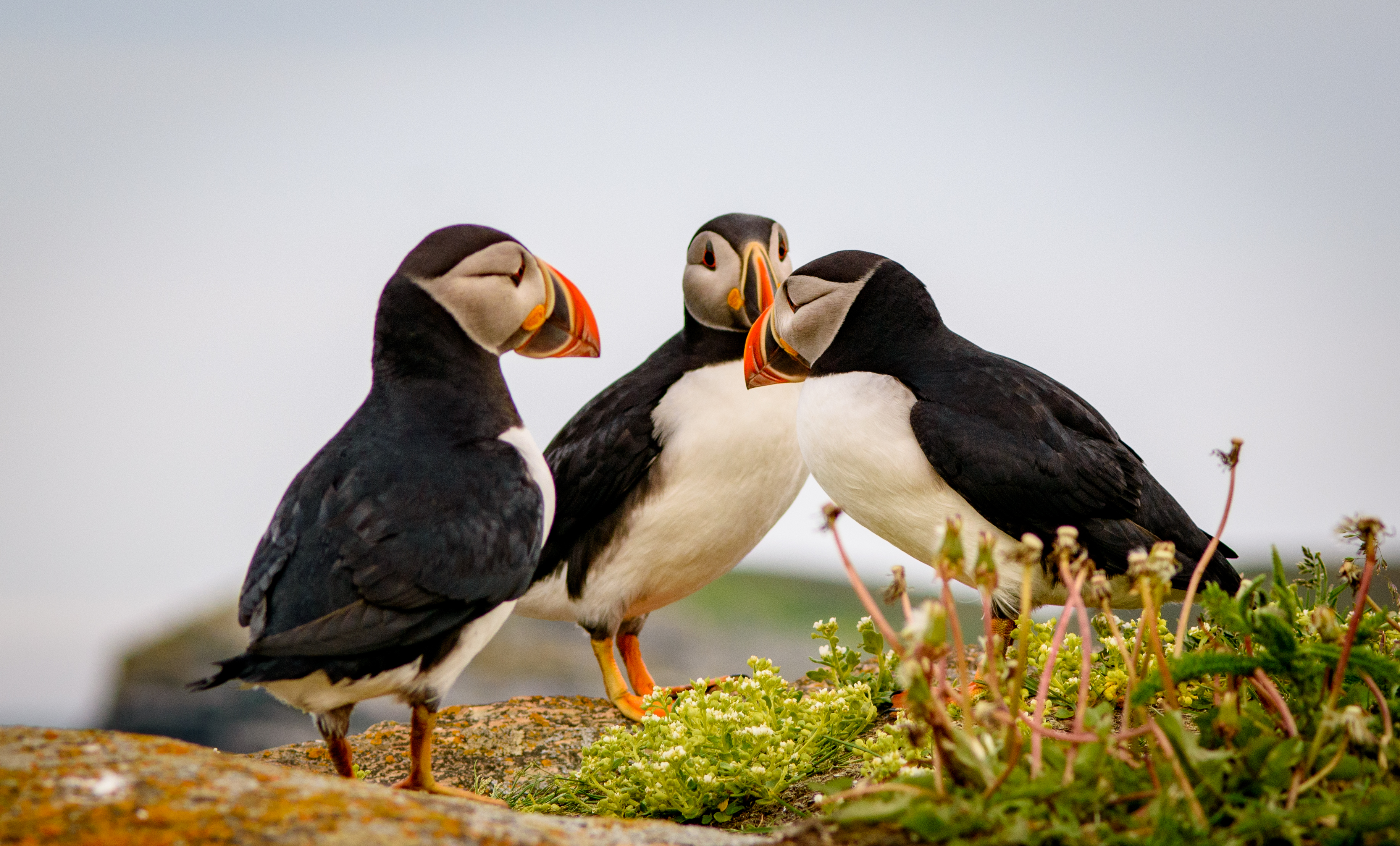 wildlife-3
