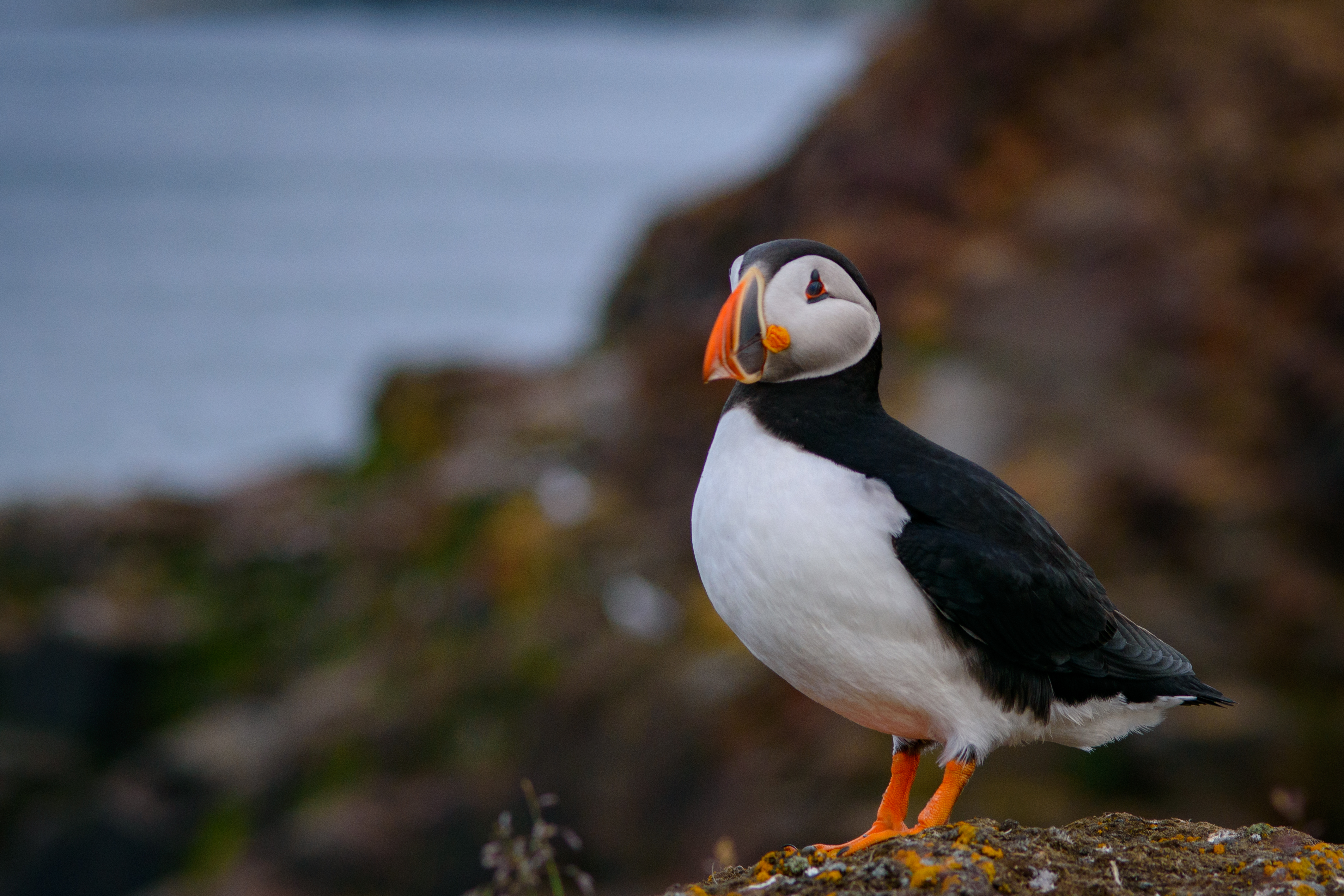 wildlife-4