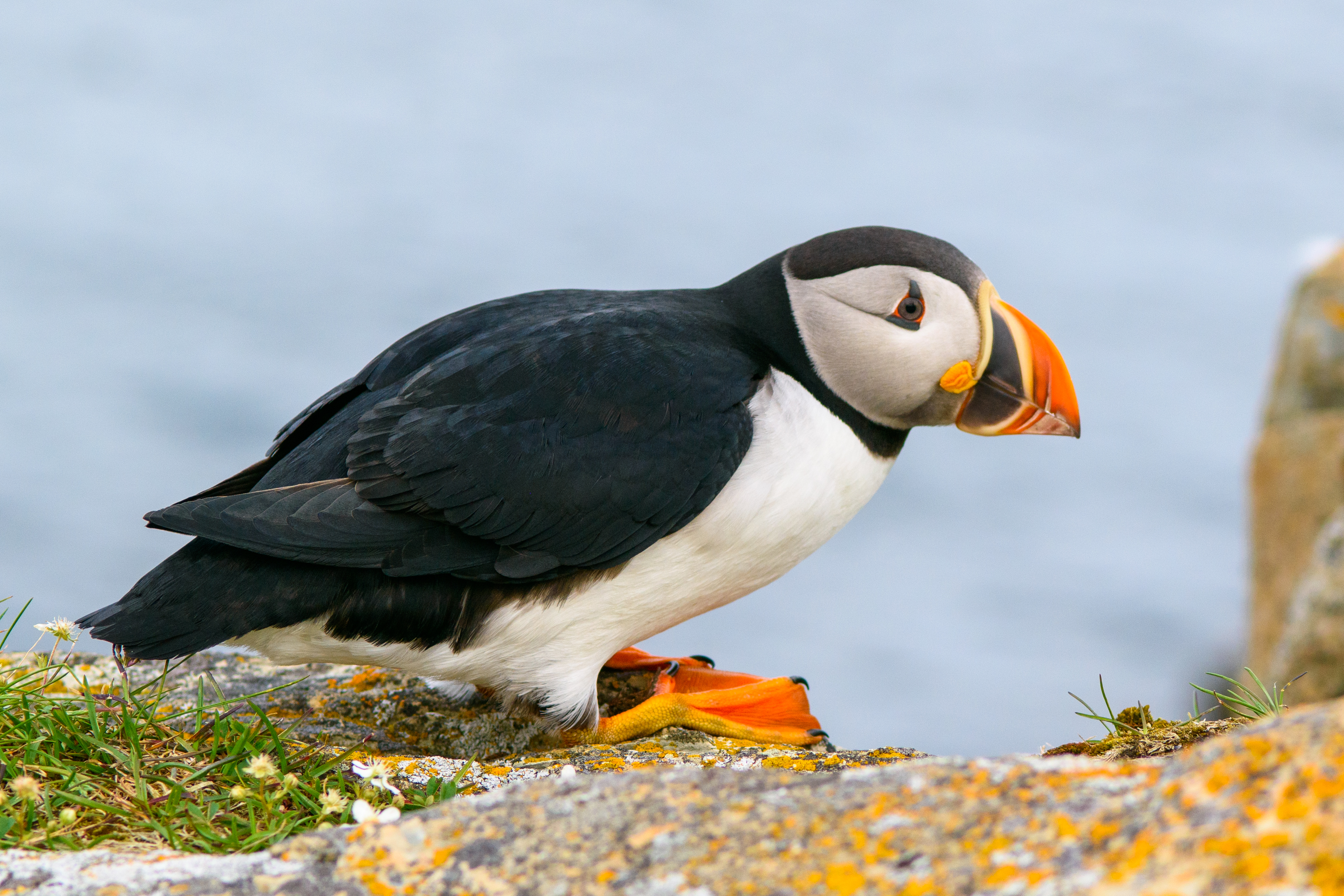 wildlife-5