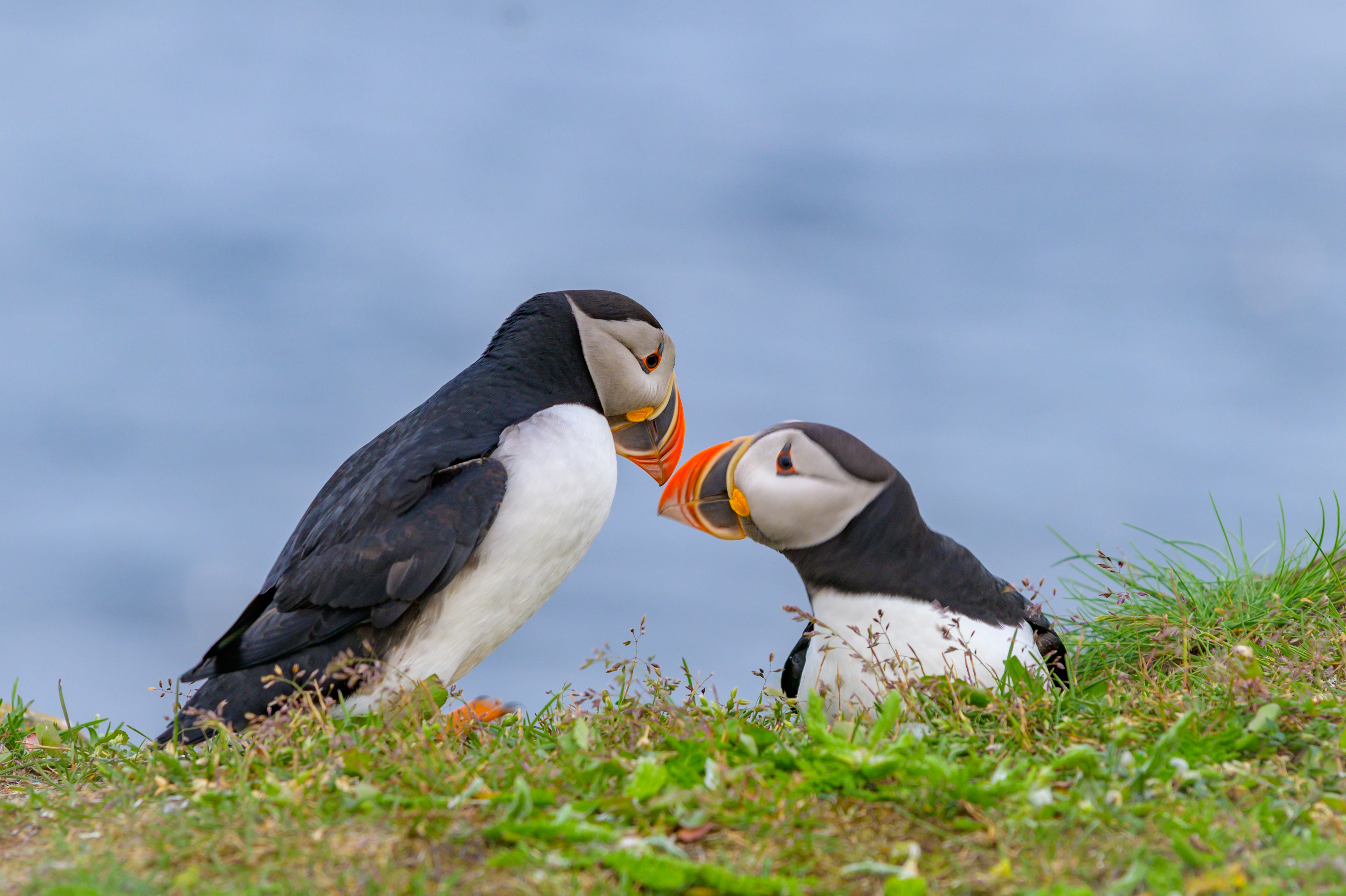 wildlife-7