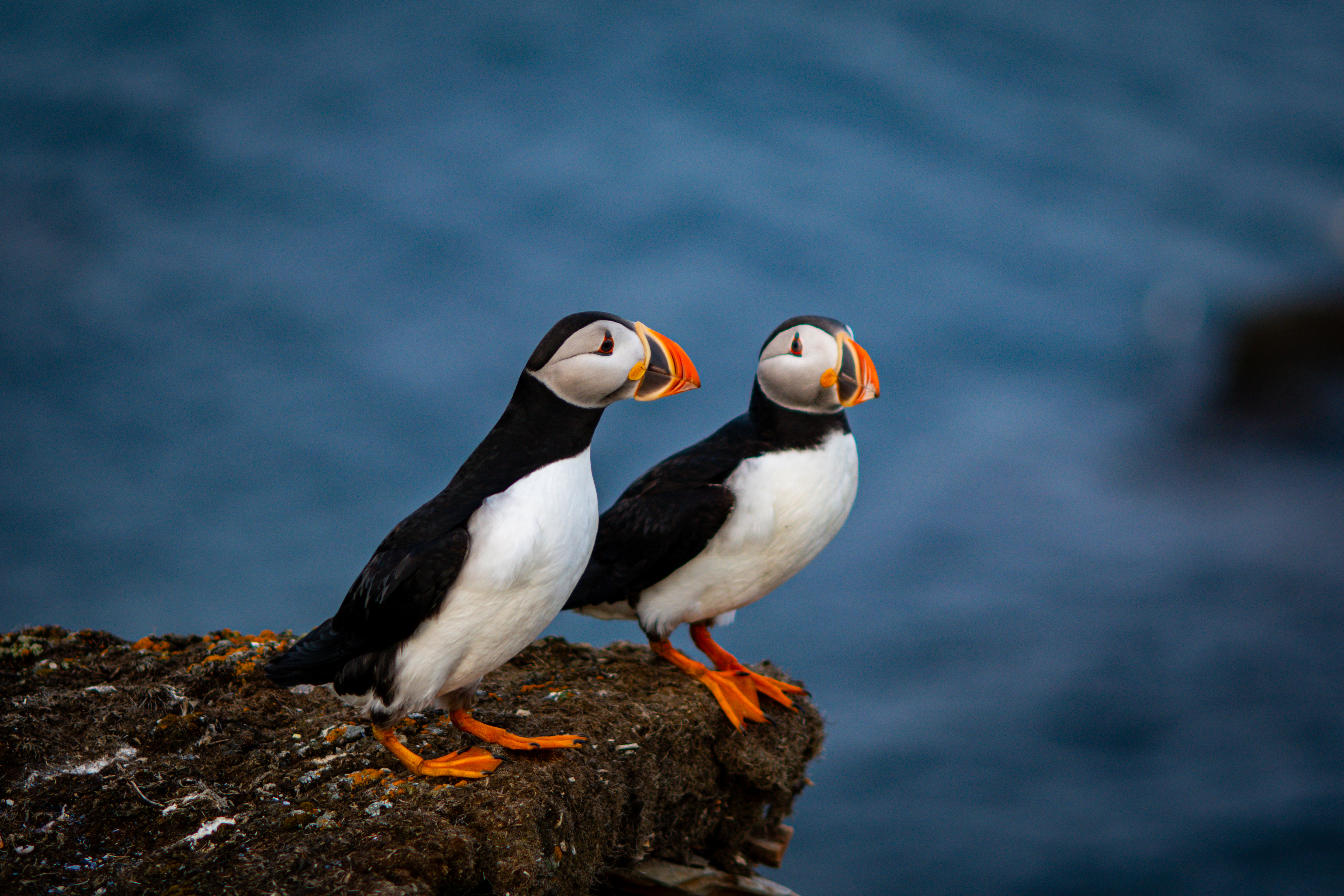 wildlife-8