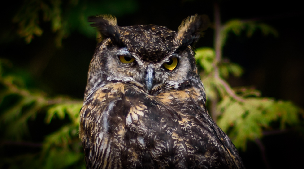 wildlife-9